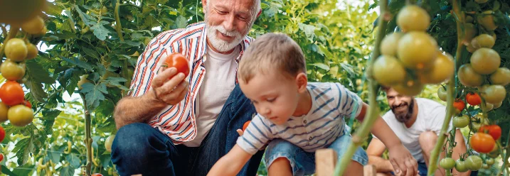 Drei Generationen ernten Tomaten im Gewächshaus